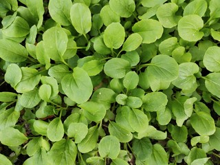  Green leafy vegetables