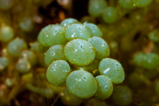 Caulerpa racemosa Invasive alga