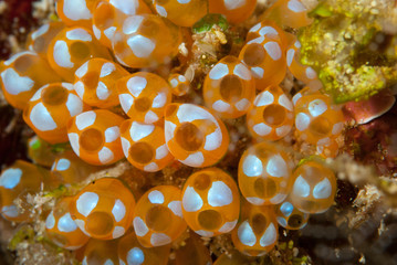 Colonian Ascidian Clavelina diminuta