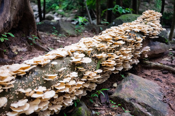 Full Fungus on Dead Tree Log