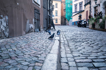 A bike and  doves in the old streets