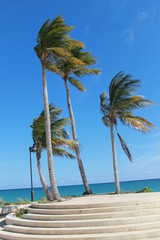 Punta Cana Coconut