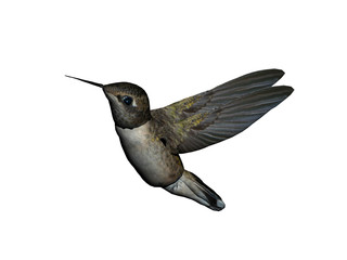 Fototapeta na wymiar Kolibri fliegt auf Futtersuche