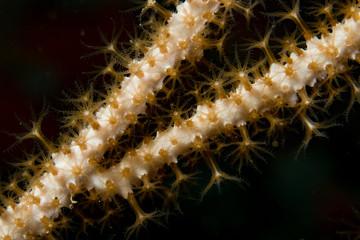Gorgonian open ployps