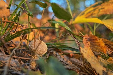 Stäubling im Herbstlaub