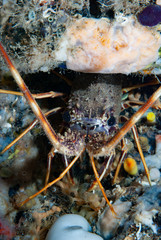 Mediterranean Lobster