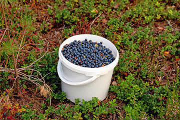 white bucket with blueberries on a clearing in the forest © Sergey
