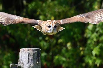 Portrait of a tawny owl (Strix aluco) in flight