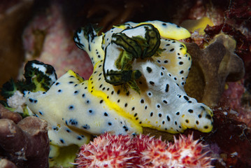 Notodoris serenae Nudibranch