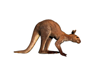 Känguru hüpft