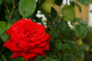 A beautiful red rose on a rainy day.  雨の日の美しい赤いバラ