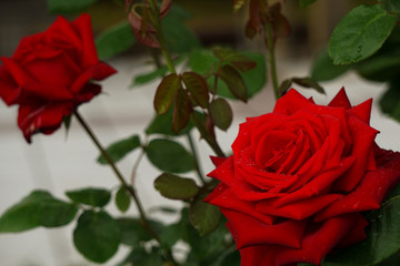 A beautiful red rose on a rainy day.  雨の日の美しい赤いバラ