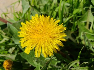 Taraxacum officinale