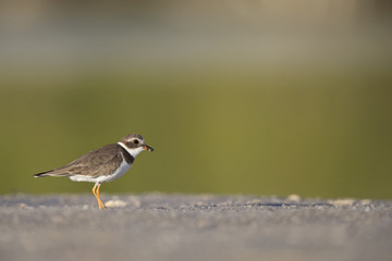 Semipalmated plover (Charadrius semipalmatus) foraging on Florida beach.
