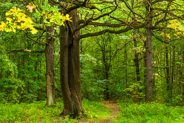 Fototapeta premium Woodland landscape - a tree with beautiful streams in the forest