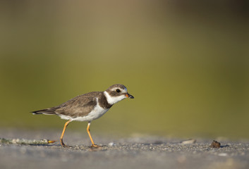 Semipalmated plover (Charadrius semipalmatus) foraging on Florida beach.