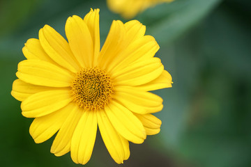 Close-up of a yellow, summer flower. Doronikum.