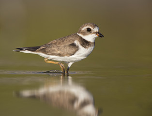 Semipalmated plover (Charadrius semipalmatus) foraging on Florida beach.
