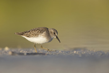 Sanderling (Calidris alba) foraging on Florida beach.