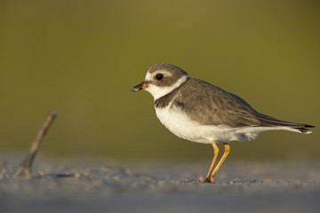 Semipalmated plover (Charadrius semipalmatus) foraging on Florida beach.