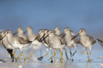 a flock of Short-billed Dowitcher ( Limnodromus griseus) foraging on Florida beach.