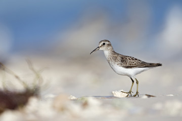 least sandpiper (Calidris minutilla) foraging on the beach of Key West.