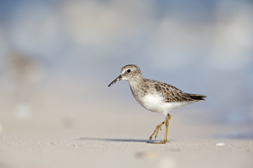 least sandpiper (Calidris minutilla) foraging on the beach of Key West.