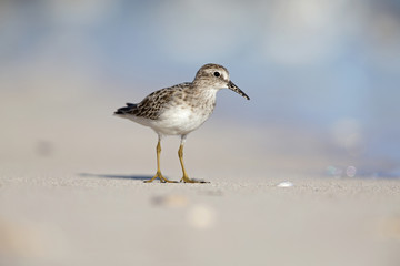 least sandpiper (Calidris minutilla) foraging on the beach of Key West.