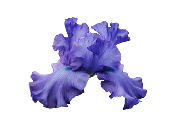 The iris flower is blue-violet in color. 
