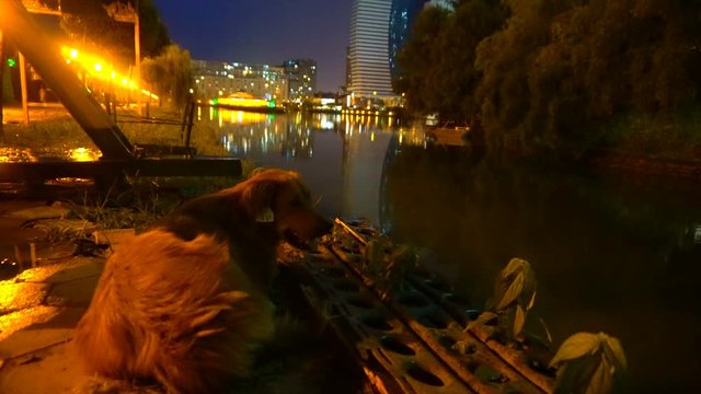 a dog on the river's night bank, against the background of nocturnal city lights.