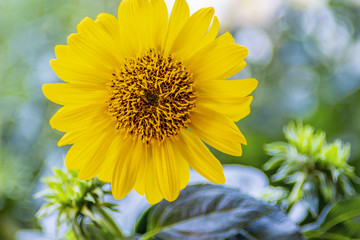 Sonnenblume vor Grün