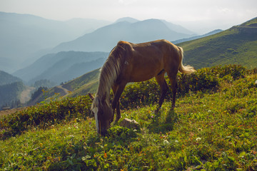 Fototapeta premium Grazing horses in the Caucasus mountains Sochi Russia Rosa Khutor, Krasnaya Glade Mountain stone pillar