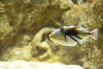 A beautiful colored Picasso triggerfish under the water - 219549488