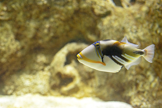 A beautiful colored Picasso triggerfish under the water