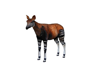 Gestreiftes Okapi