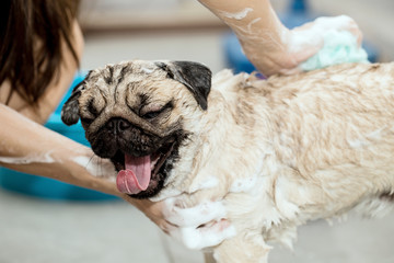 cute dog pug breed take a bath feeling so happiness and enjoy