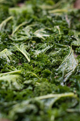 Fresh green and nutritious organic kale being prepared for cooking and being made for tasty kale chips covered with olive oil and sea salt