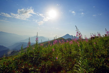 Obraz premium Roza Khutor Plateau Summer Alpine Ski Resort Landscape, Sochi, Russia. Close Up Of Alpine Meadow On A Background Of Caucasian Mountains