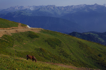 Grazing horses in the Caucasus mountains Sochi Russia Rosa Khutor, Krasnaya Glade Mountain stone pillar