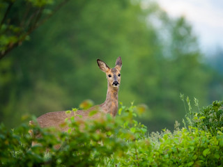 Capriolo