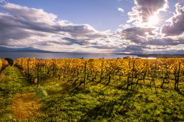 Autumn Sunset over Golden Vines and Lake on a Sunny and Cloudy Day