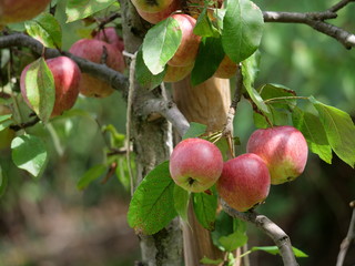 apple tree in the summer