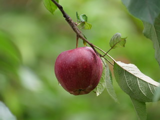 red apple with rain drops, summer