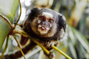 Sagui de tuffos pretos