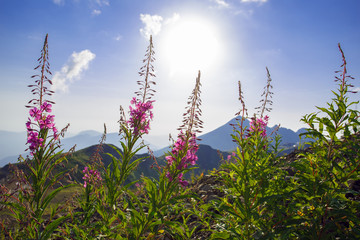 Obraz premium Roza Khutor Plateau Summer Alpine Ski Resort Landscape, Sochi, Russia. Close Up Of Alpine Meadow On A Background Of Caucasian Mountains