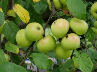 apple tree in the summer