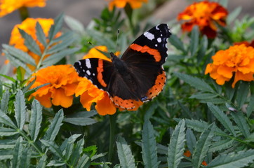 butterfly