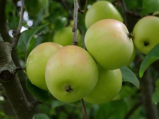 apple tree in the summer