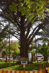 Fototapeta na wymiar The Arbol de La Paz (Tree of Peace), in Plaza Independencia, Tupiza, Bolivia