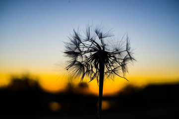 Silhouette of a dandelion at sunset in nature summer day